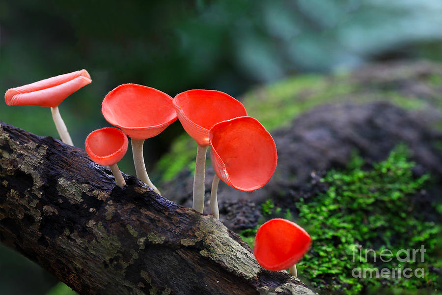 Beauty Photograph - Fungi Cup Red Mushroom Champagne Cup by Sanit Fuangnakhon Beauty Photograph - Fungi Cup Red Mushroom Champagne Cup by Sanit Fuangnakhon