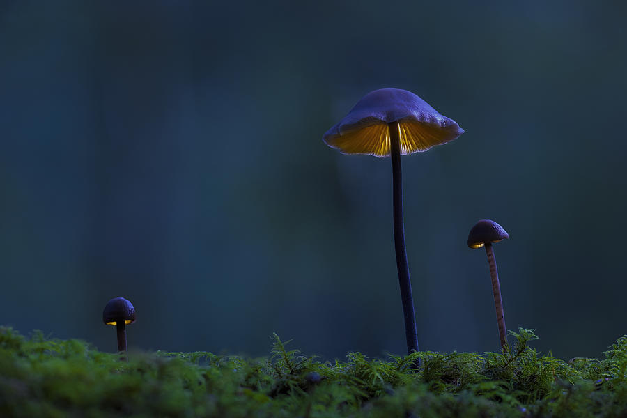Mushroom Photograph - Fungi Family by Kutub Uddin