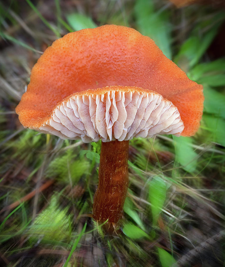 Fungi Focus Photograph by Jean Noren