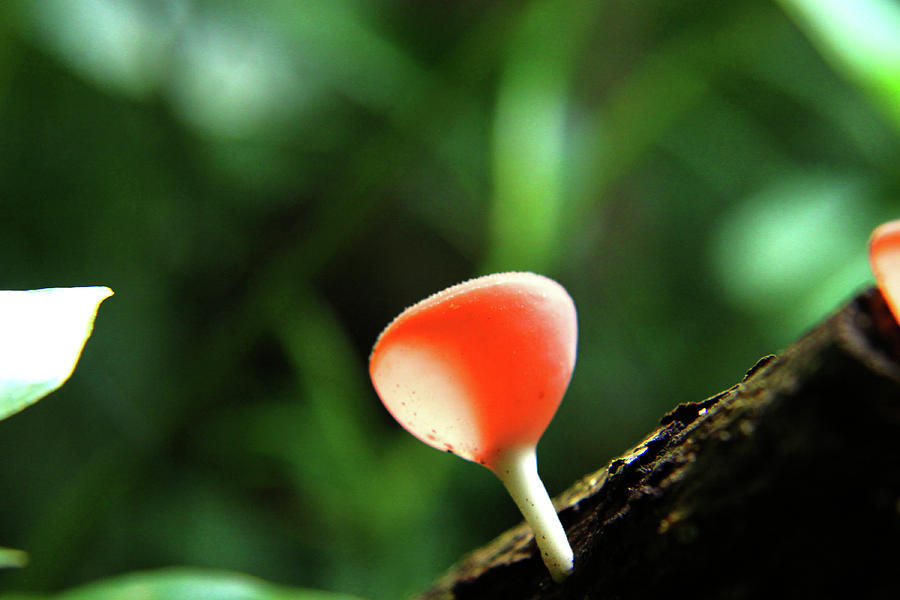 Jungle Photograph - Fungus 2 by Dana Brett Munach