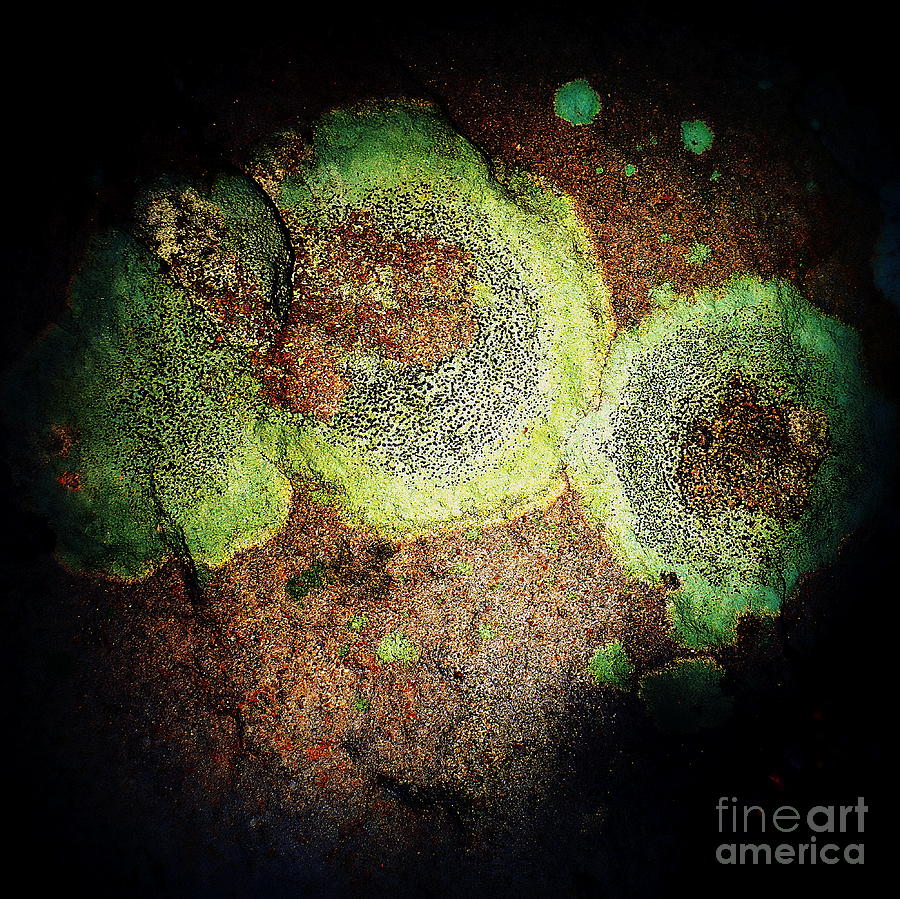 Fungus Abstract Photograph by Len-Stanley Yesh