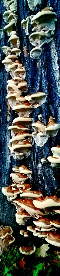 Fungus Amongus Photograph by Uther Pendraggin