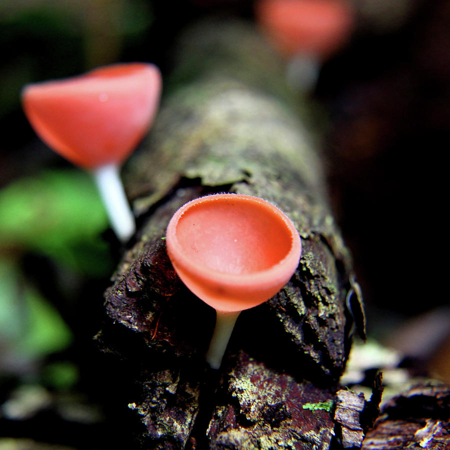 Jungle Photograph - Fungus by Dana Brett Munach