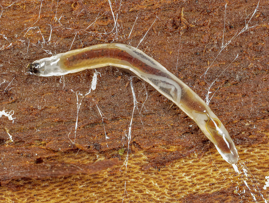 Fungus Gnat Larva In Rotten Log, Pennsylvania, Usa. Photograph by Doug ...