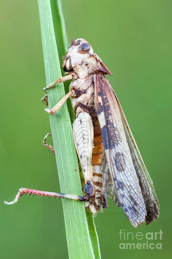 Fungus Photograph - Fungus Infecting Grasshopper by Ozgur Kerem Bulur/science Photo Library Fungus Photograph - Fungus Infecting Grasshopper by Ozgur Kerem Bulur/science Photo Library