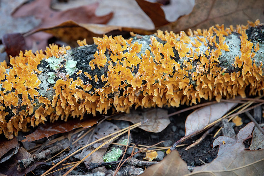 Fungus Photograph
