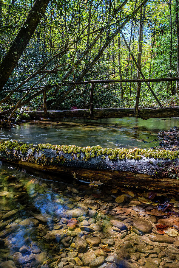 Fungus Log, Foot Log by Gary Bond Fungus Log, Foot Log by Gary Bond