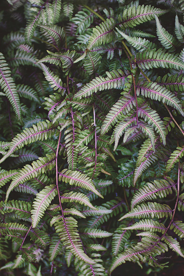 Ferns Photograph - Funky Ferns II by Laura Marshall