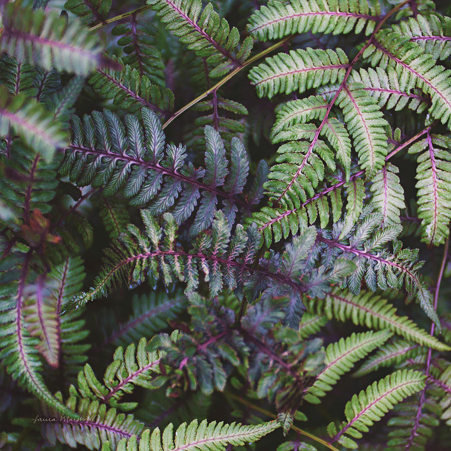 Ferns Painting - Funky Ferns V by Laura Marshall