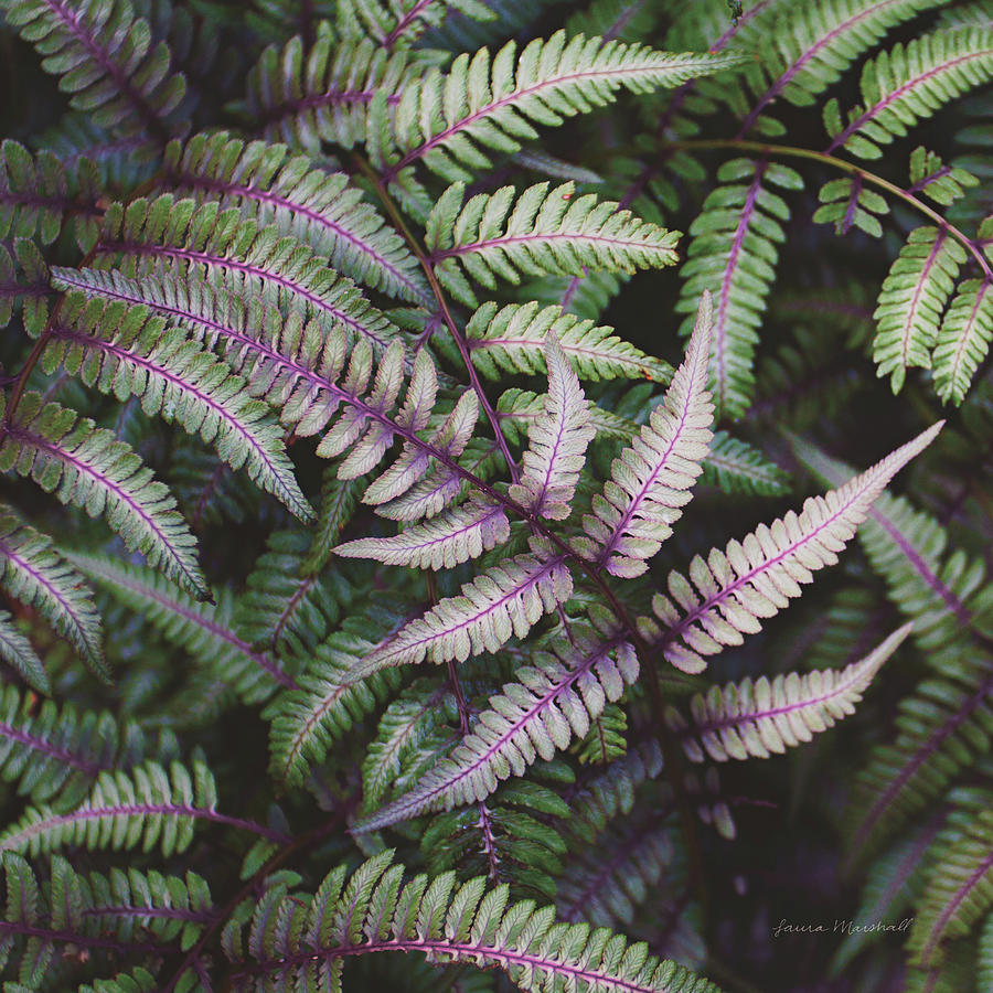 Ferns Painting - Funky Ferns Vi by Laura Marshall