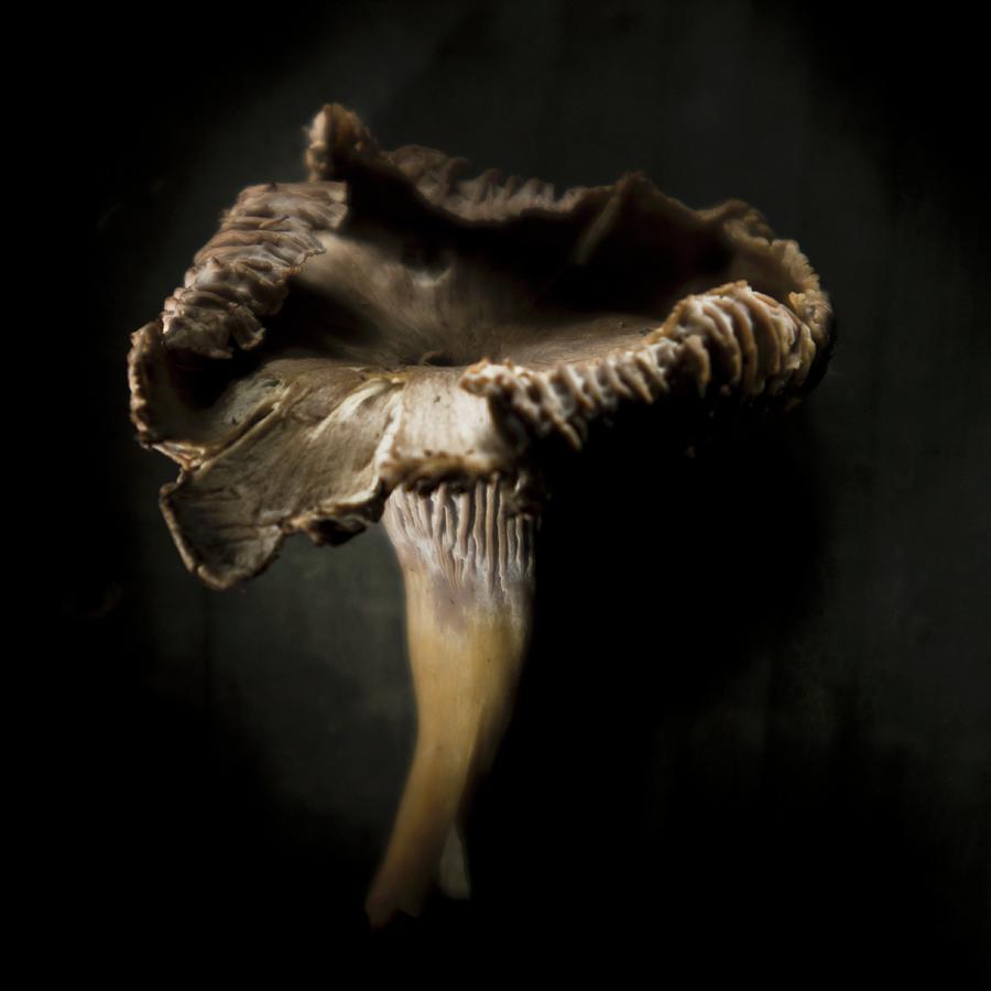Funnel Chanterelle Against A Black Background Photograph by Drre, Hermann