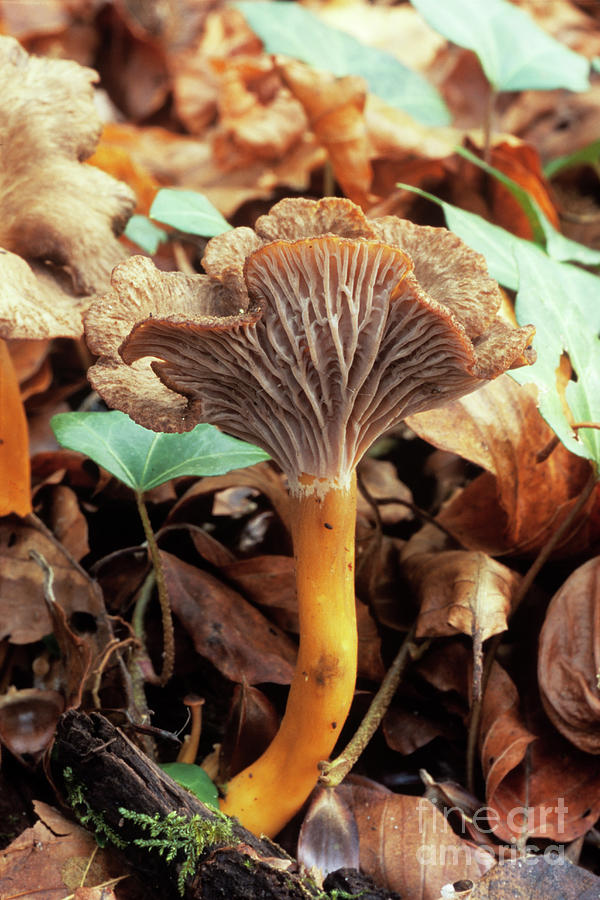 https://images.fineartamerica.com/images/artworkimages/mediumlarge/2/funnel-chanterelle-mushrooom-john-wrightscience-photo-library.jpg