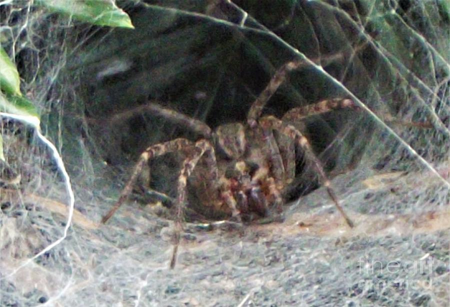 Funnel Web Spider In Lair September Indiana Photograph by Rory Cubel