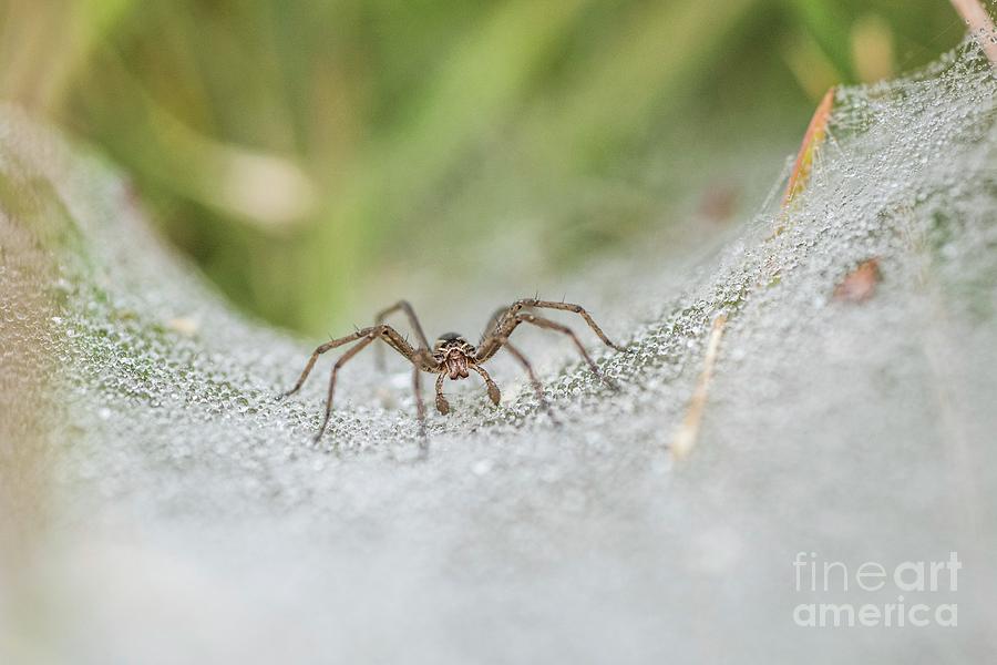 Funnel-web Spider Photograph by Peter Chadwick/science Photo Library