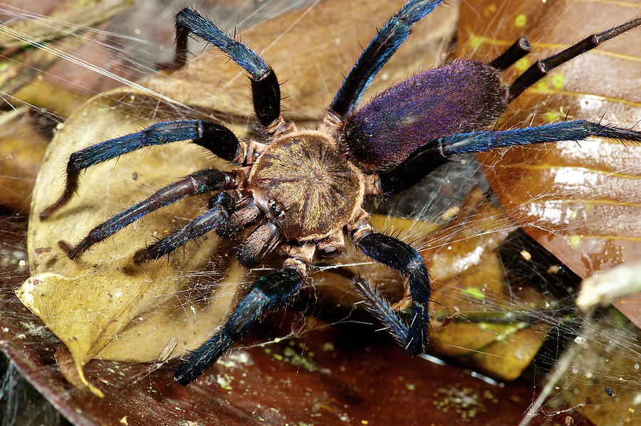 Funnel-web Tarantula Photograph by James Christensen