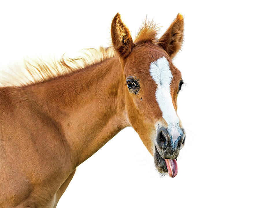 Funny Baby Horse Sticking Tongue Out Photograph by Good Focused