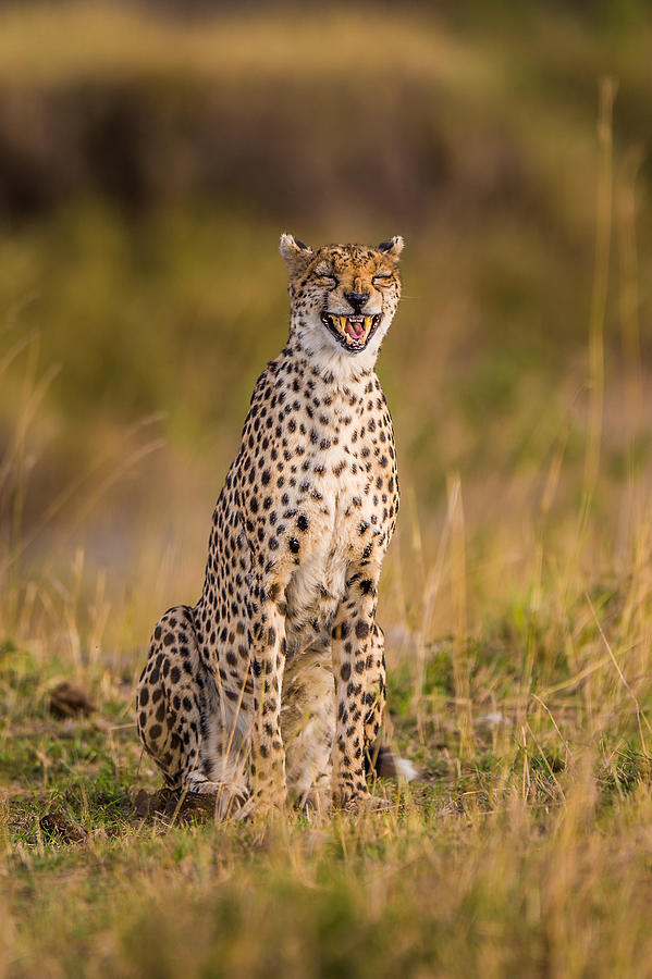 Funny Cheetah Photograph by Mohammed Alnaser - Pixels