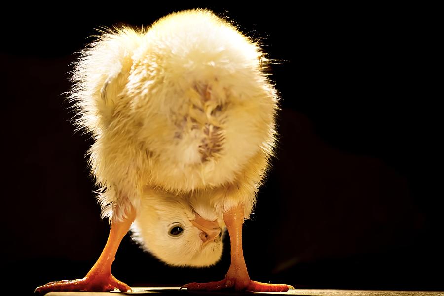 Funny Chick Photograph by Bassant Meligy