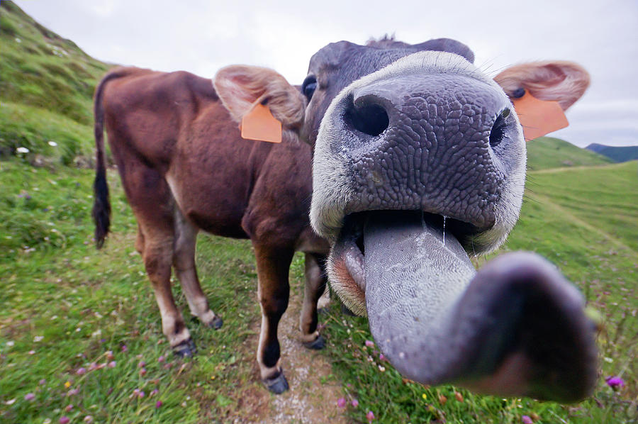 Funny Cow Tongue Photograph by Tristan Savatier