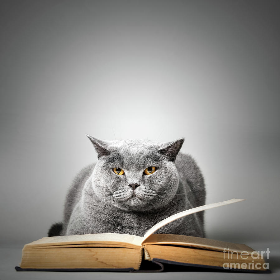 Funny cute cat reading book. Photograph by Michal Bednarek - Fine Art  America