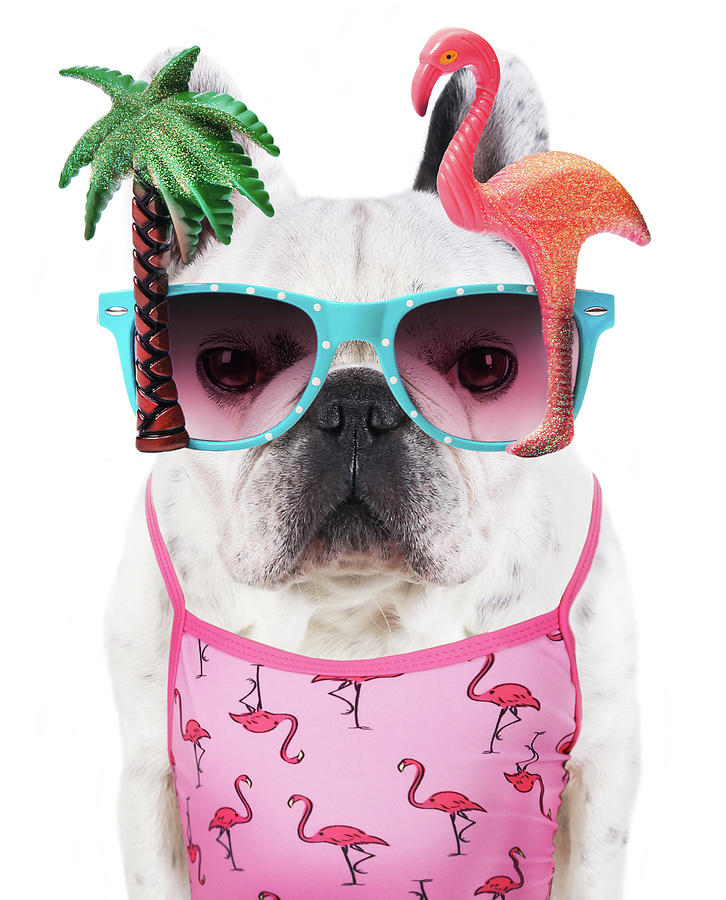 Funny Dog  Wears Flamingo Glasses Photograph by Retales Botijero