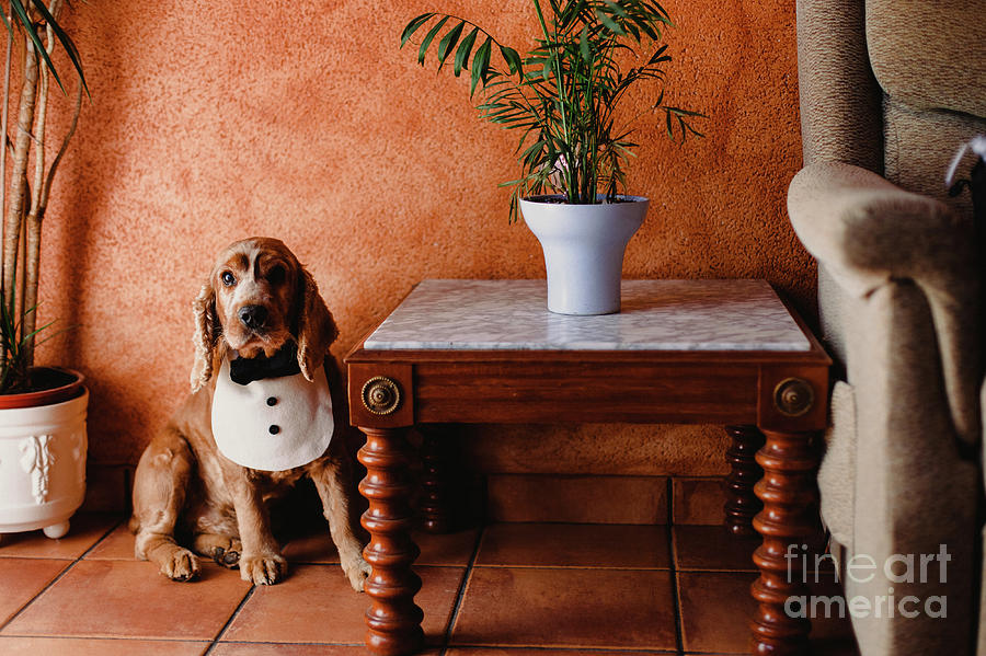Funny dog with bib inside house. Photograph by Joaquin Corbalan