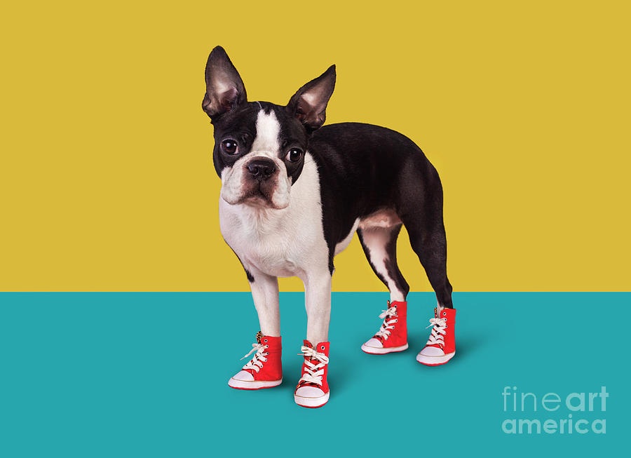 Blue Canvas Dog Sneakers - Zoomies | AllDogBoots.com