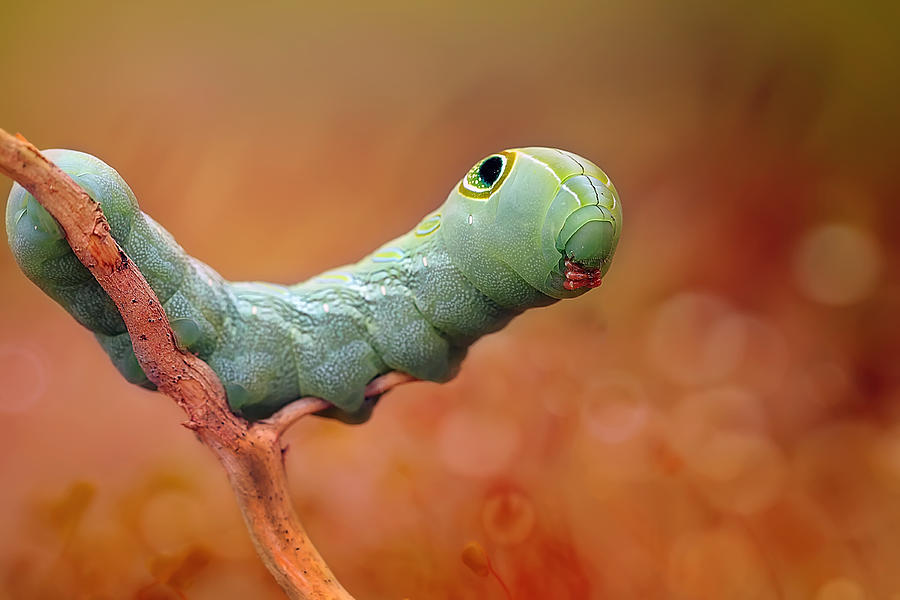 Insects Photograph - Funny Face Caterpillar by Fauzan Maududdin