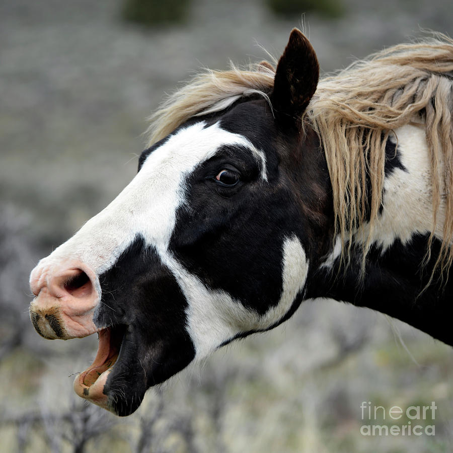 Funny Face Photograph by Denise Bruchman