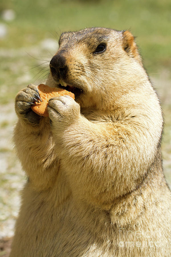 Funny himalayan groundhog with biscuit on a green meadow Photograph by ...