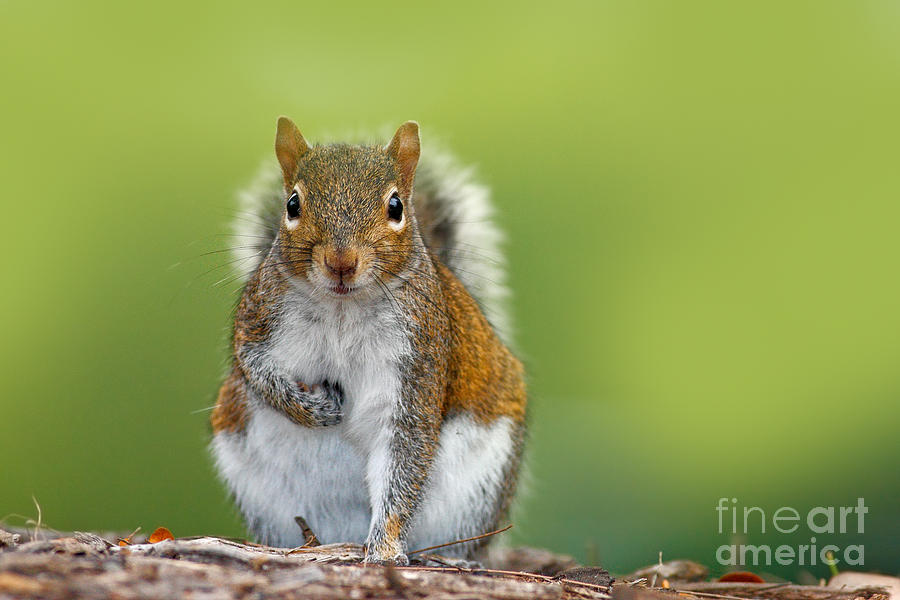 Wildlife Photograph - Funny Image From Wild Nature Gray by Ondrej Prosicky Wildlife Photograph - Funny Image From Wild Nature Gray by Ondrej Prosicky