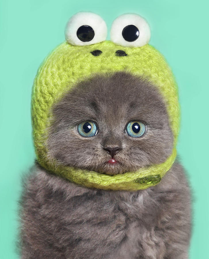 Funny Kitten Photograph by Retales Botijero