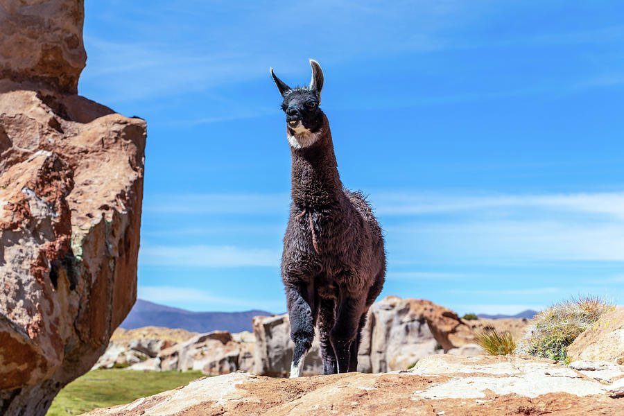 Download Funny llama kept in herds that graze on the level heights ...