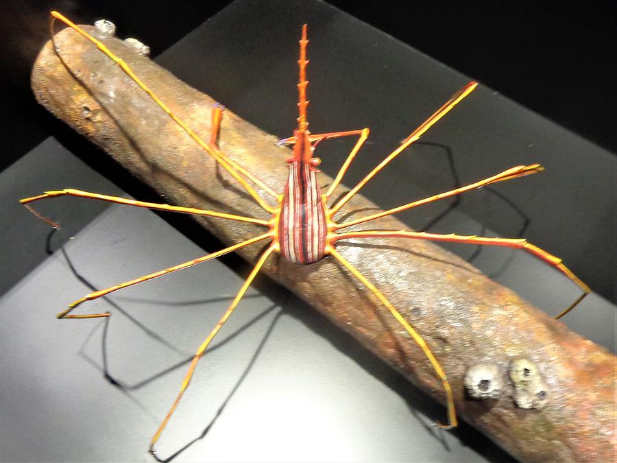 Funny looking spidar crab on display Photograph by Victoria Beasley ...