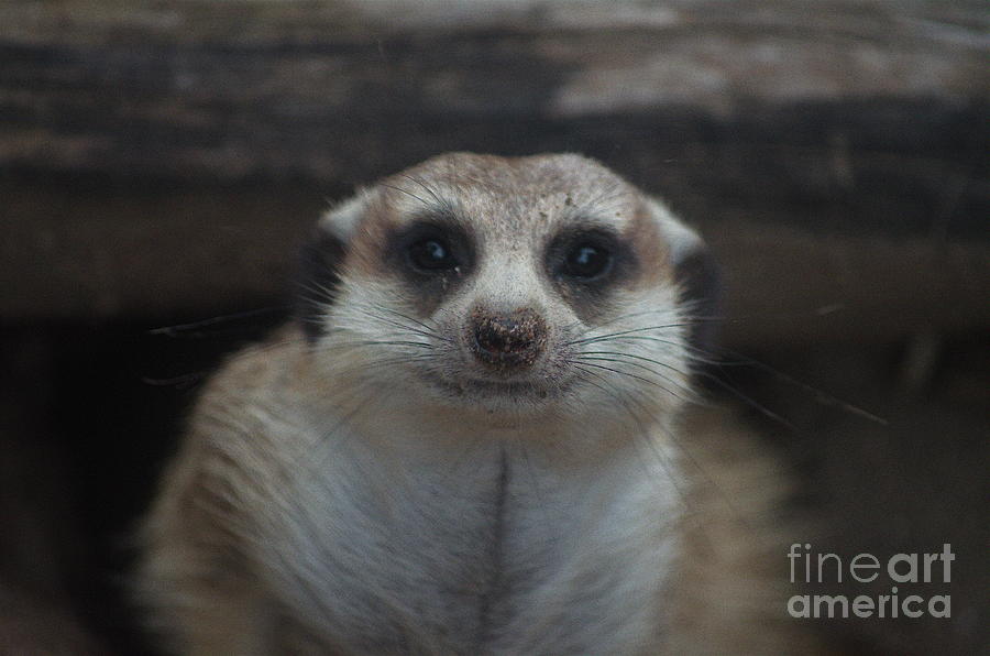 Funny Meerkat Photograph by Michelle Meenawong