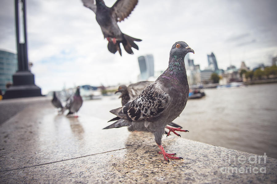 Funny Pigeon Walking Dove With City Photograph by Cosmin Coita - Fine Art  America