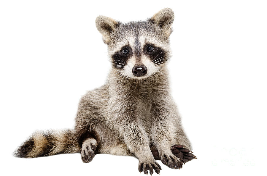 Funny Raccoon Sitting Isolated On White Photograph By Sonsedska Yuliia