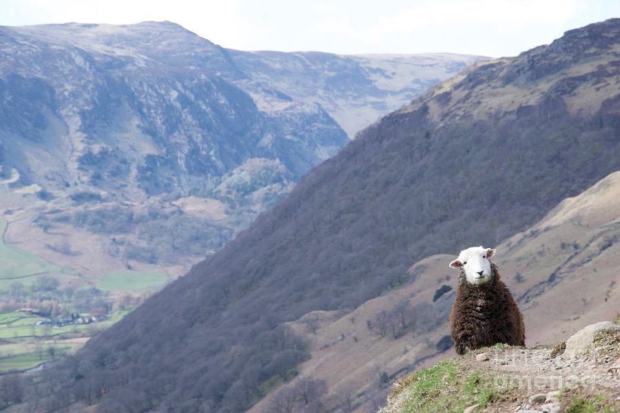 Funny sheep on a mountain path Photograph by Robert Eyers - Pixels