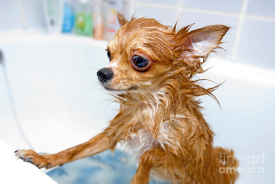 Bathe Photograph - Funny Wet Chihuahua Dog In Bathroom by Art Nick
