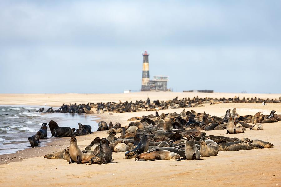 Summer Photograph - Fur Seal Colony Enjoy The Heat by Ivan Kmit