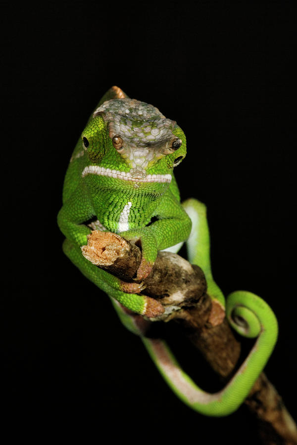 Furcifer Chameleon. Furcifer Willsii Photograph by Martin Harvey