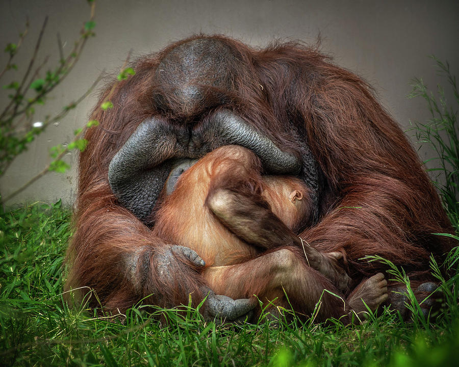 Furry Cuddle Photograph by Michael Ash