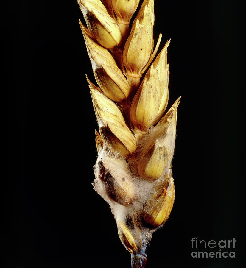 Fusarium Fungus Growing On Wheat Photograph by Biophoto Associates/science Photo Library