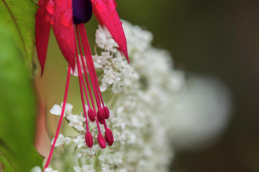 Fuschia and Queen Anne's Lace by Robert Potts Fuschia and Queen Anne's Lace by Robert Potts