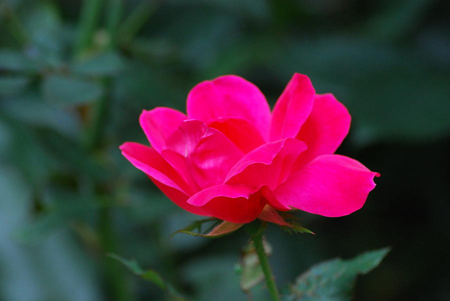 Fuscia Pink June Rose Photograph by Ee Photography