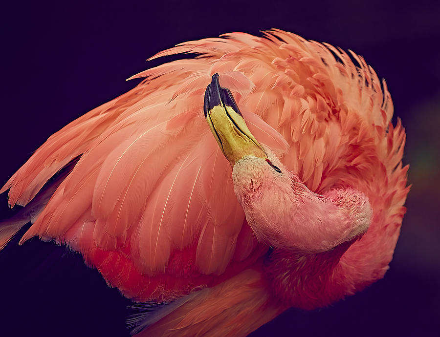 Fussy Flamingo Photograph by Stuart Williams