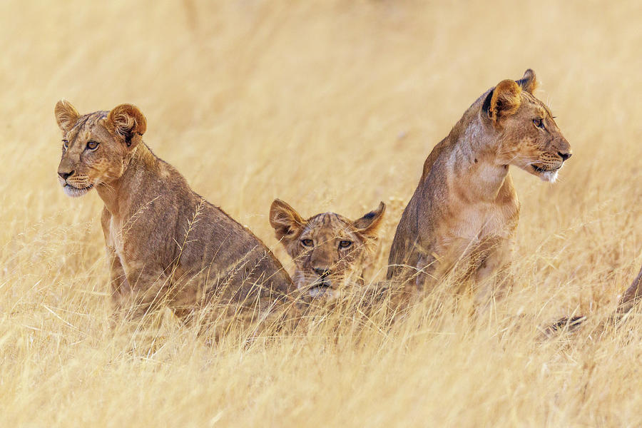 Lion Photograph - Future Patriarchs by Jeffrey C. Sink