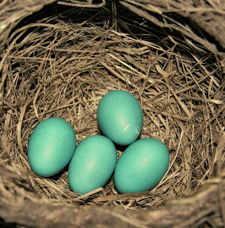 Egg Photograph - Future Robins by JAMART Photography