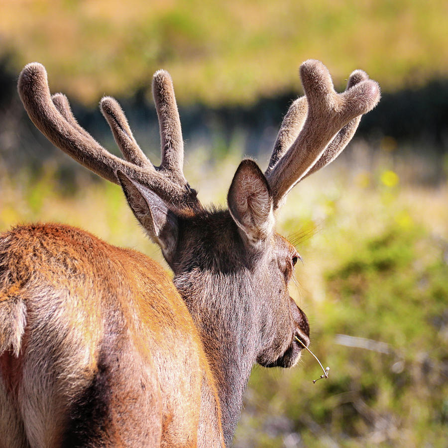 Deer Photograph - Fuzzy Antlers by Juli Ellen