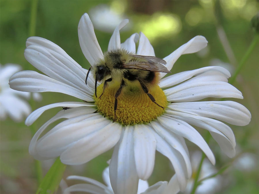 Fuzzy Bee Photograph by Bailey Watson - Pixels